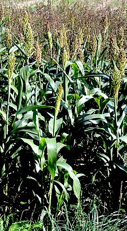 Sorghum Bicolor Field